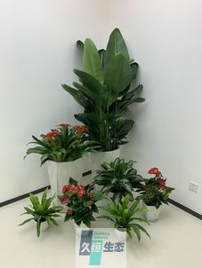 上城办公室花卉绿植租摆简约组合